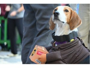 UPS worker at 2024 Doggone Pet Parade. Photo by Emma Siebold. Copyright 2024 Emma Siebold.